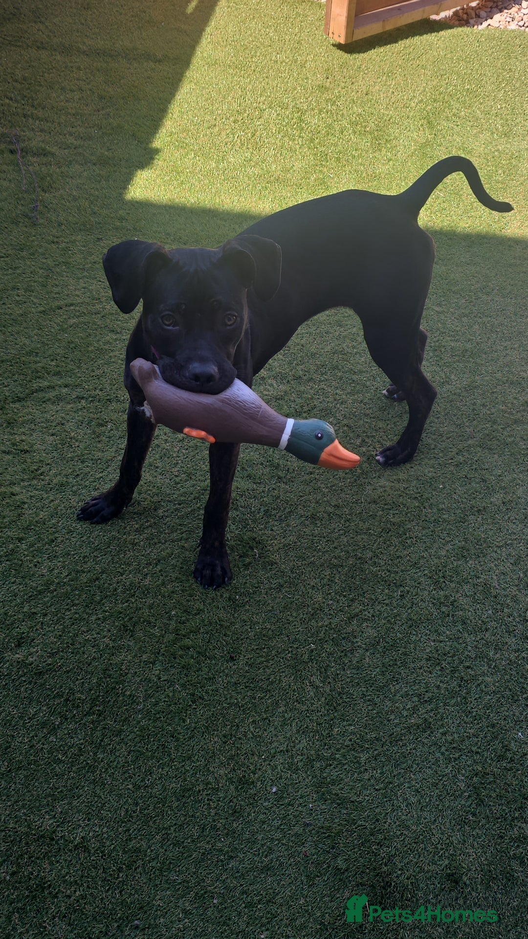 Mixed Breed dogs for sale: Hazel - Image 1
