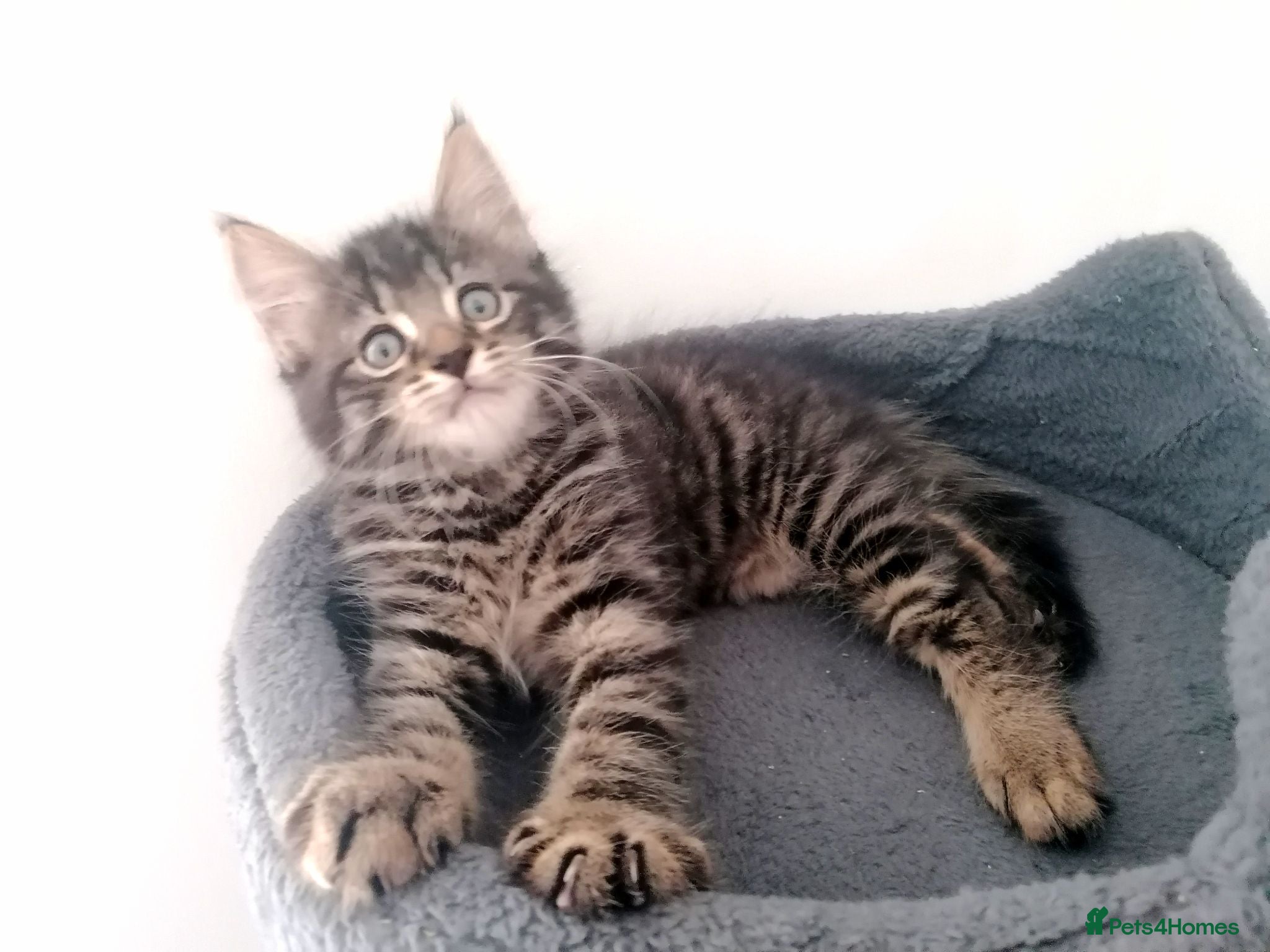 Mixed Breed cats Little Tiger With Wonderful Personality ❤️ - Advert 2