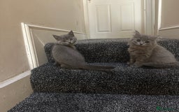 British Shorthair cats for sale: 2 girls 2 boys British shorthair ready to leave  - Image 1