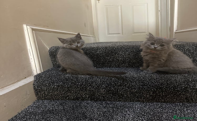 British Shorthair cats - Advert 16
