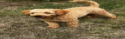 Labradoodle dogs for stud: KC Reg TOY POODLE Stud Dog DNA Tested Somerset - Advert 11
