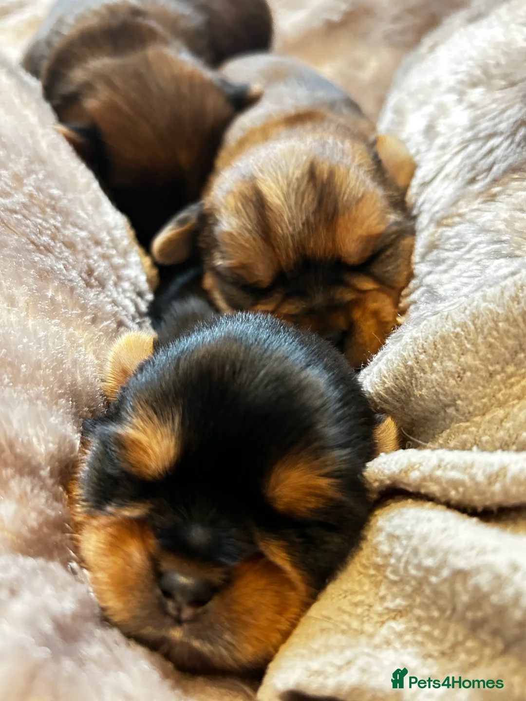 Yorkshire Terrier dogs for sale: Miniature Yorkshire Terriers - Advert 3