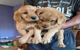 Labradoodle dogs for sale: Ready now gorgeous labradoodle puppies 3 boys - Image 12