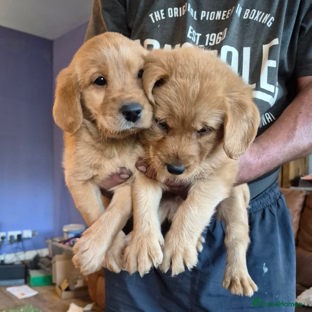 Labradoodle dogs for sale: Ready now gorgeous labradoodle puppies 3 boys - Image 12