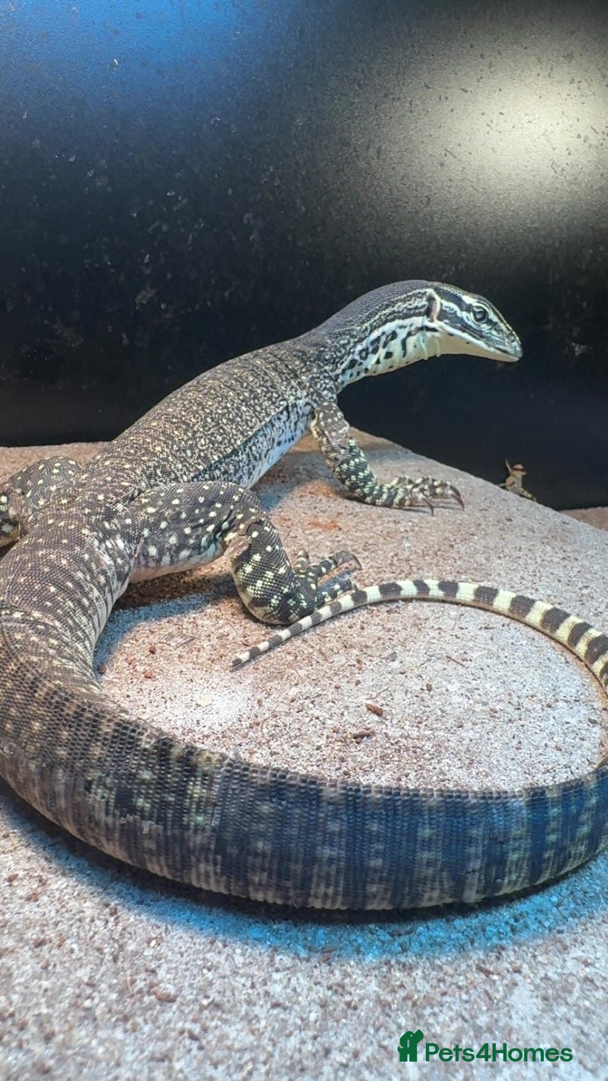 Monitor reptiles for sale: Argus monitor  - Advert 2