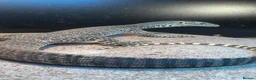 Monitor reptiles for sale: Argus monitor  - Advert 2