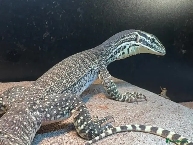 Monitor reptiles for sale: Argus monitor - Advert 2