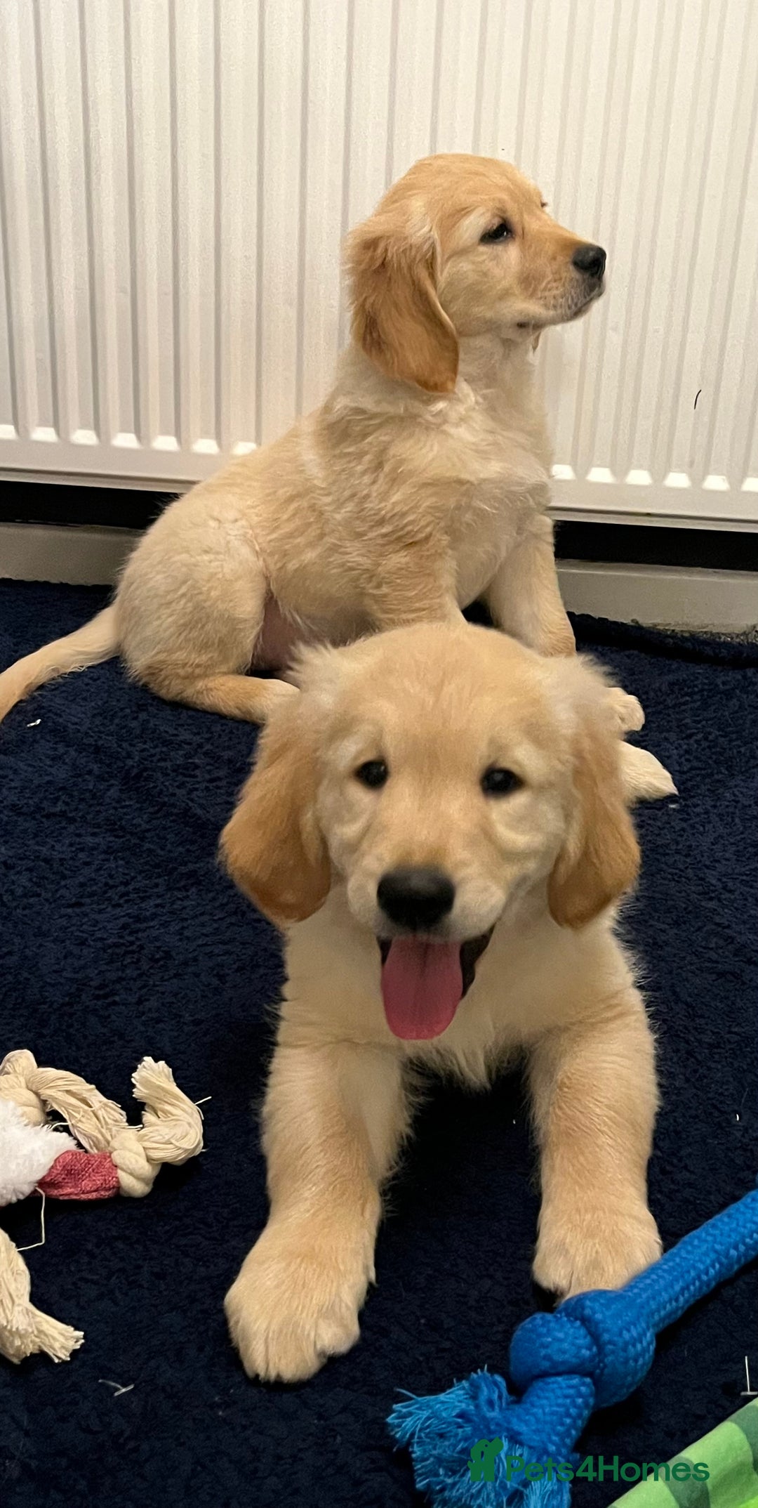 Golden Retriever dogs for sale: Golden retriever puppies - Advert 11