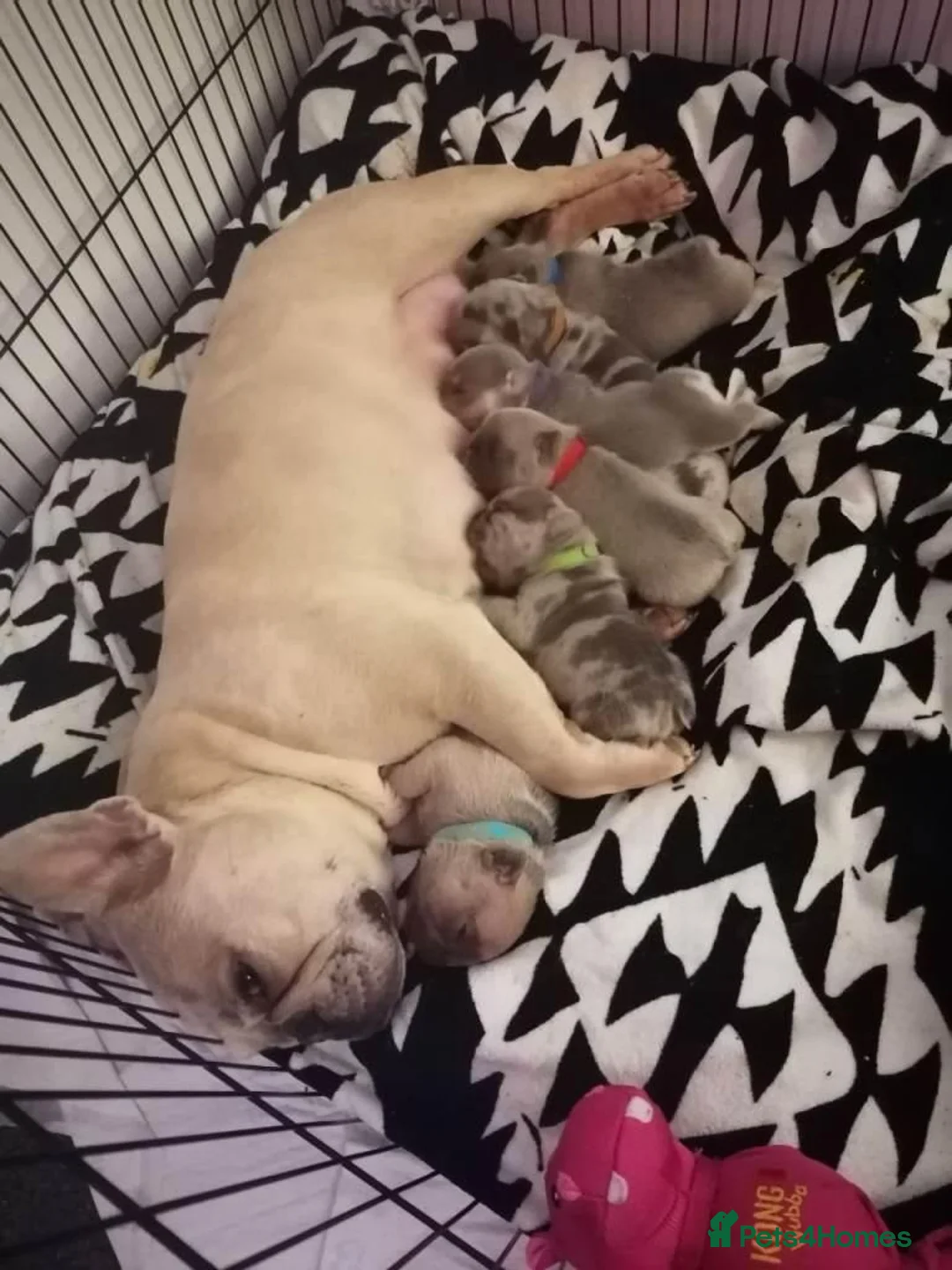 French Bulldog dogs for sale: Beautiful French Bulldog Puppies – 6 Available 🐾 in Canterbury - Advert 2