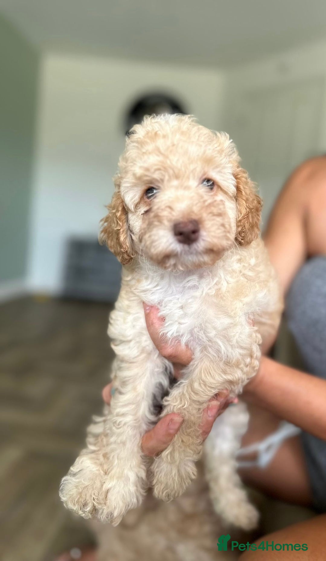 Cockapoo dogs for sale: 4 girls and 1 boy beautiful cockapoo - Image 4