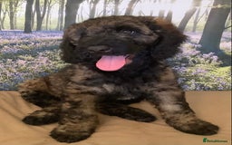 Mixed Breed dogs for sale: Ready now for their 5* homes - Image 3