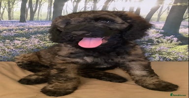 Mixed Breed dogs - Advert 12