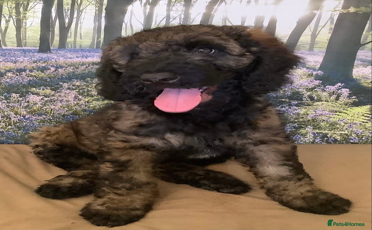 Mixed Breed dogs - Advert 11