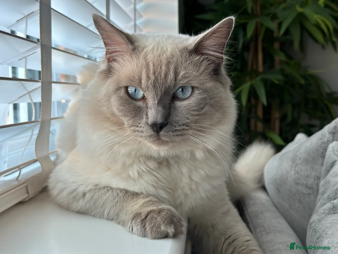 Ragdoll cats for stud: DNA TESTED🧬 Blue Point, Choc Carrier Ragdoll STUD - Advert 22