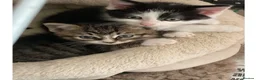 Mixed Breed cats for sale: Kittens - Mid Wales - £25 - Advert 5