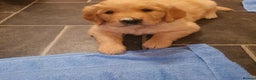 Golden Retriever dogs for sale: Golden Retriever puppies for sale  - Advert 9