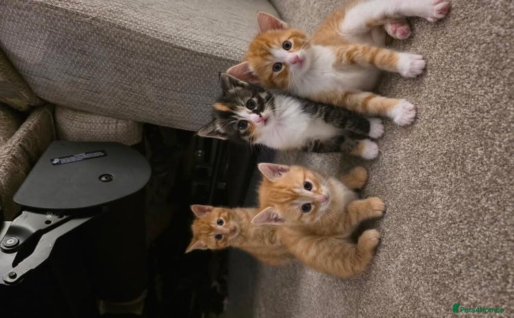 Mixed Breed cats - Advert 11