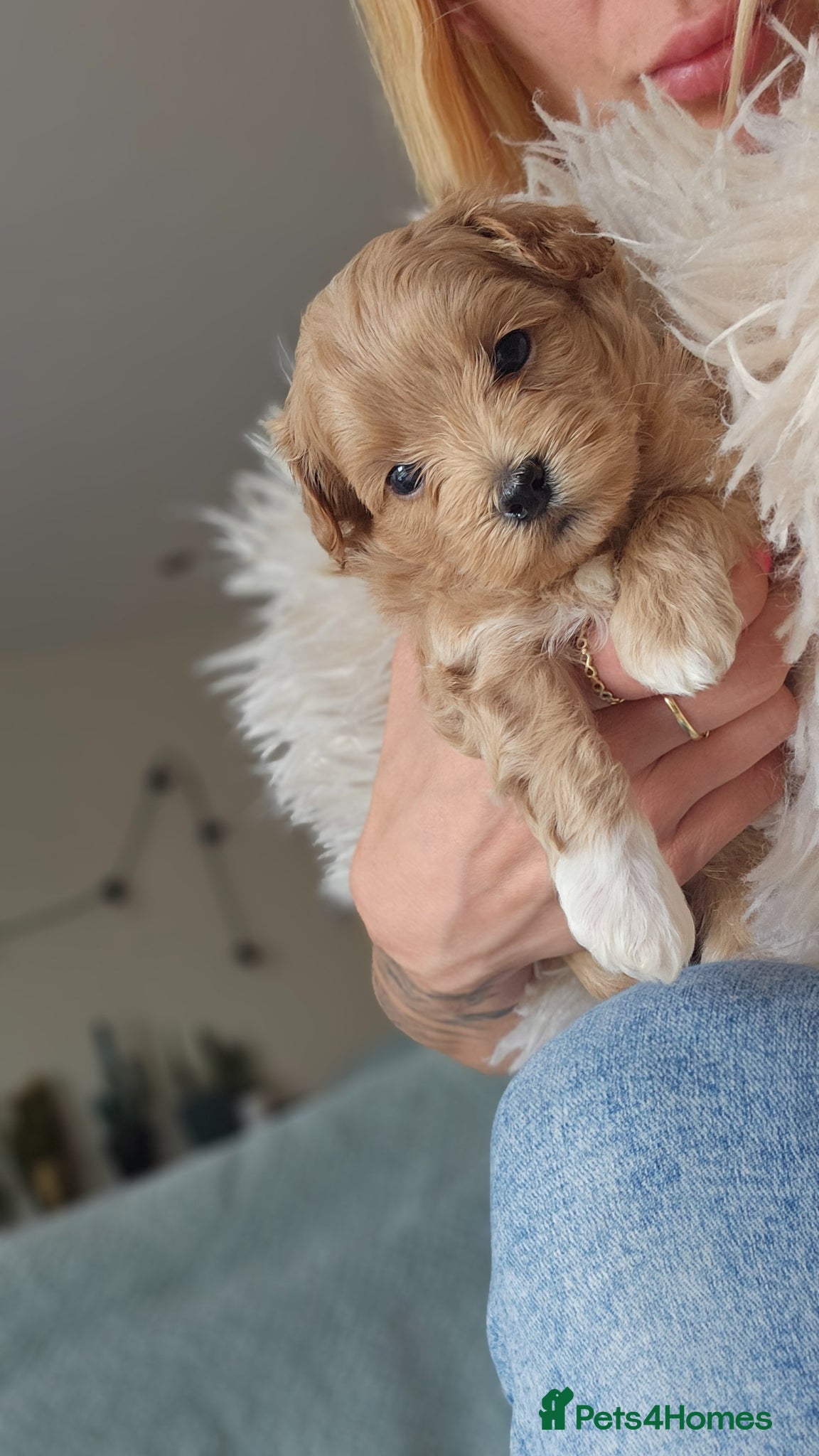 Maltipoo dogs for sale: Cute Small Maltipoos F1  - Advert 11