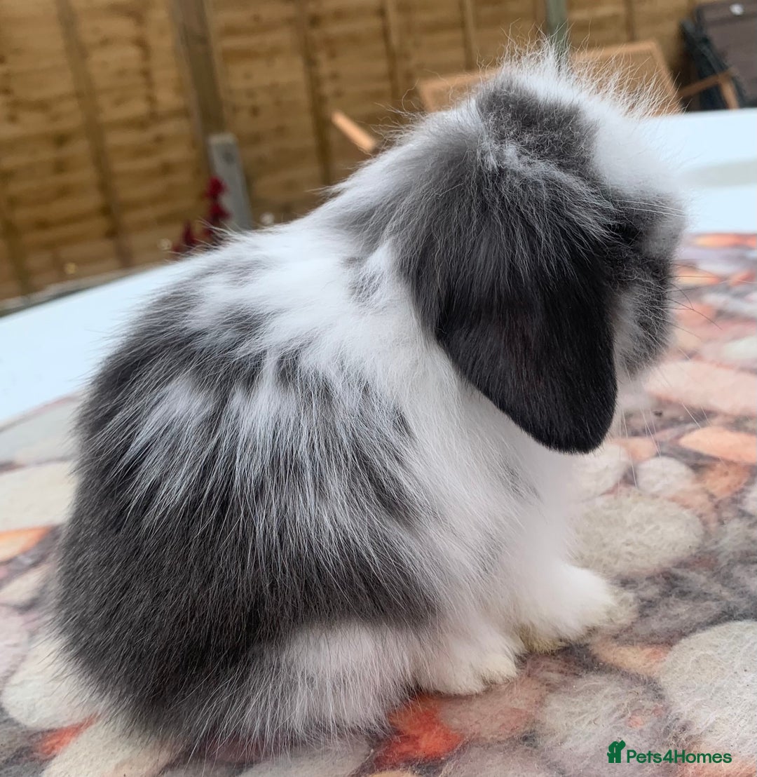 Mini Lion Lop rabbits for sale: Double mane lionlops ready now - Image 13