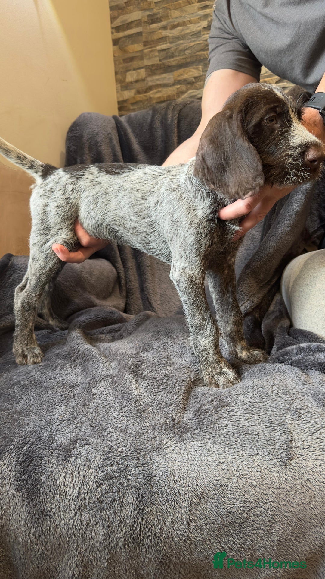 German Wirehaired Pointer dogs for sale: GWP Pups for sale field bloodlines land waterfowl  in Preston - Image 17