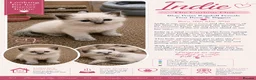 Ragdoll cats for sale: Affectionate Ragdoll Kittens Health-Tested Line - Advert 34