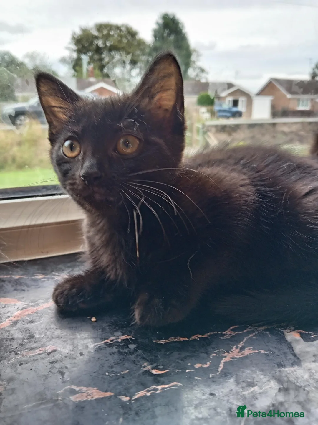 Mixed Breed cats for sale: Mixed long and short haired kittens - Advert 2