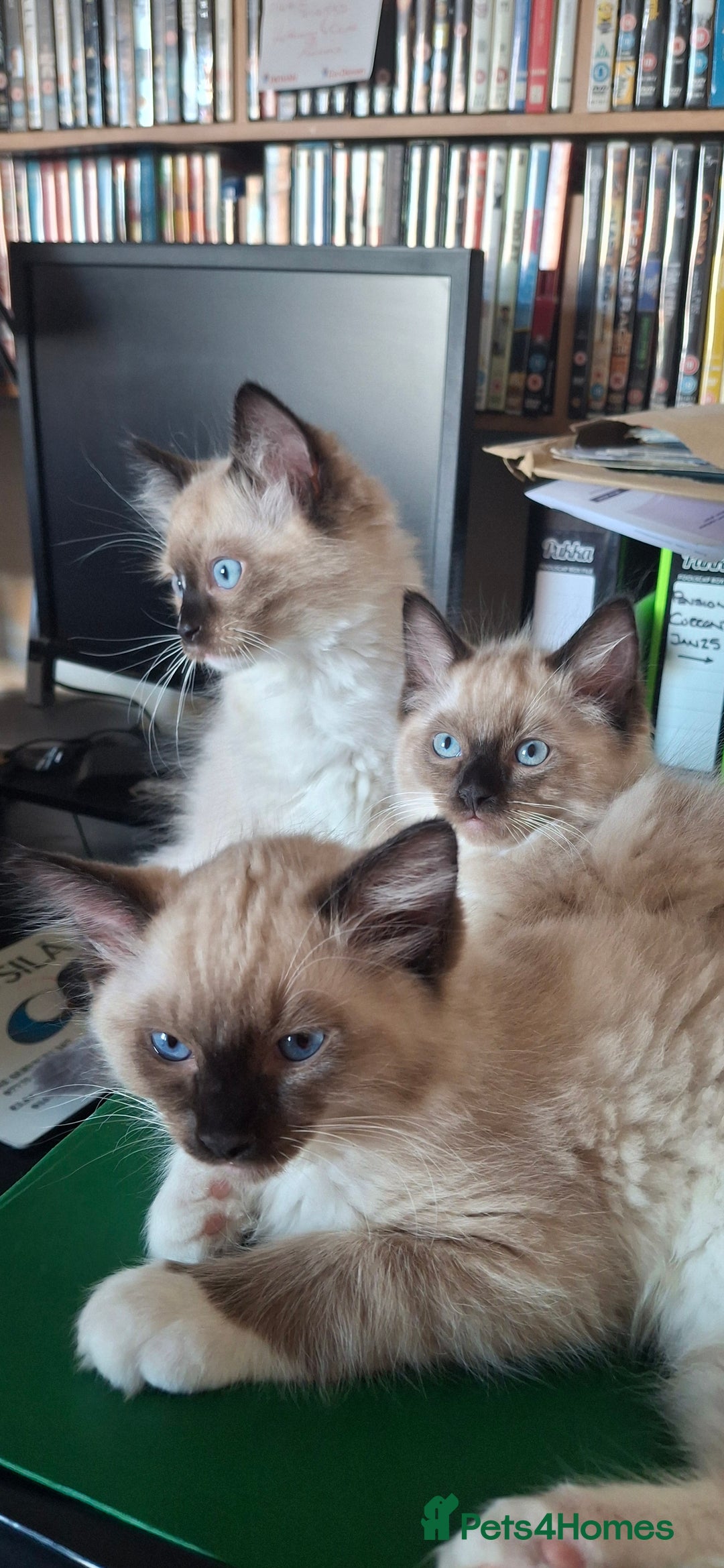 Ragdoll cats for sale: Stunning full Ragdoll kittens for sale - Image 19
