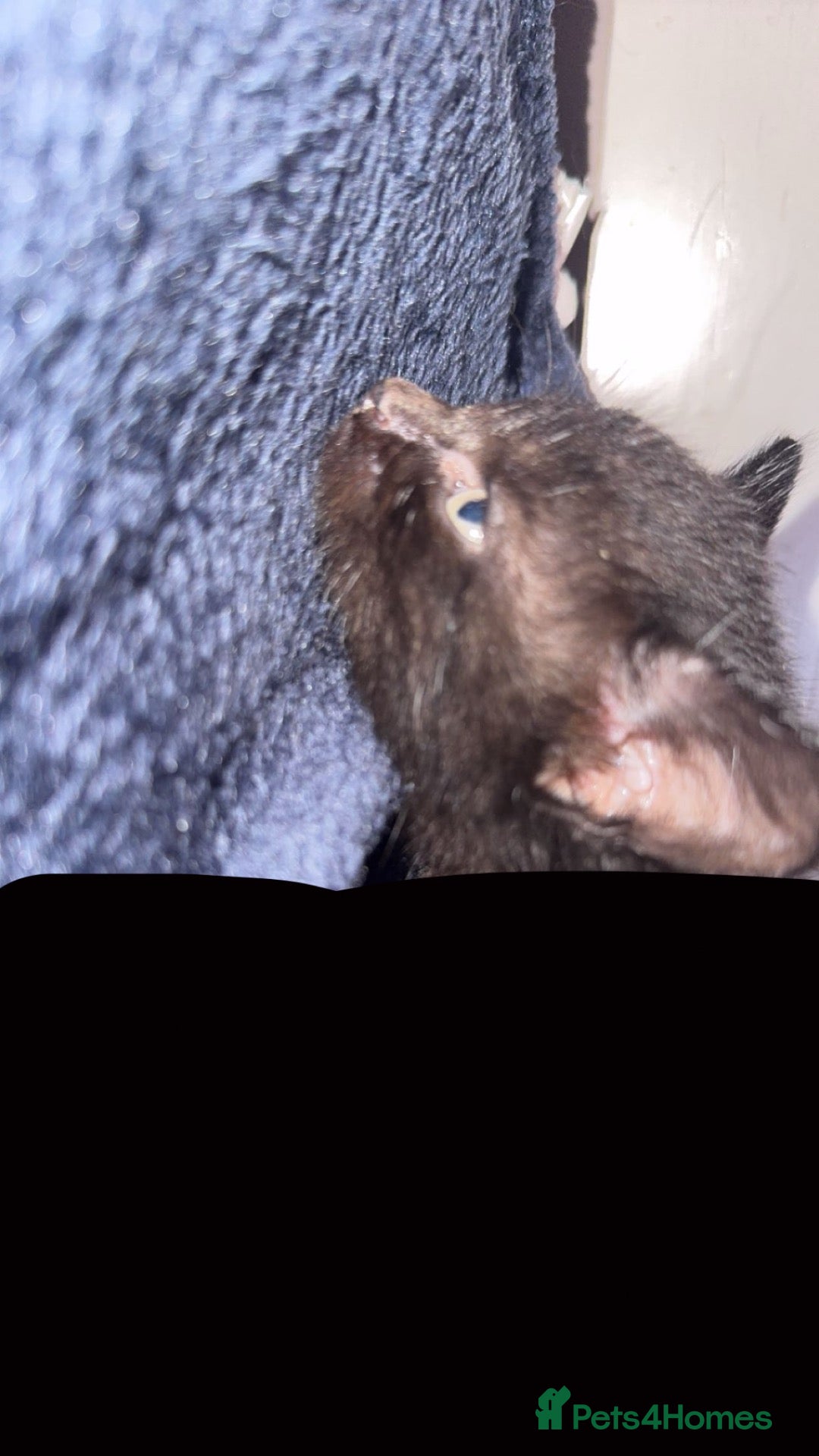 Domestic Shorthair cats 2 Beautiful black cats, are in need of a new home. - Advert 7
