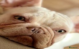 French Bulldog dogs for sale: 2 Frenchie girls  - Image 9