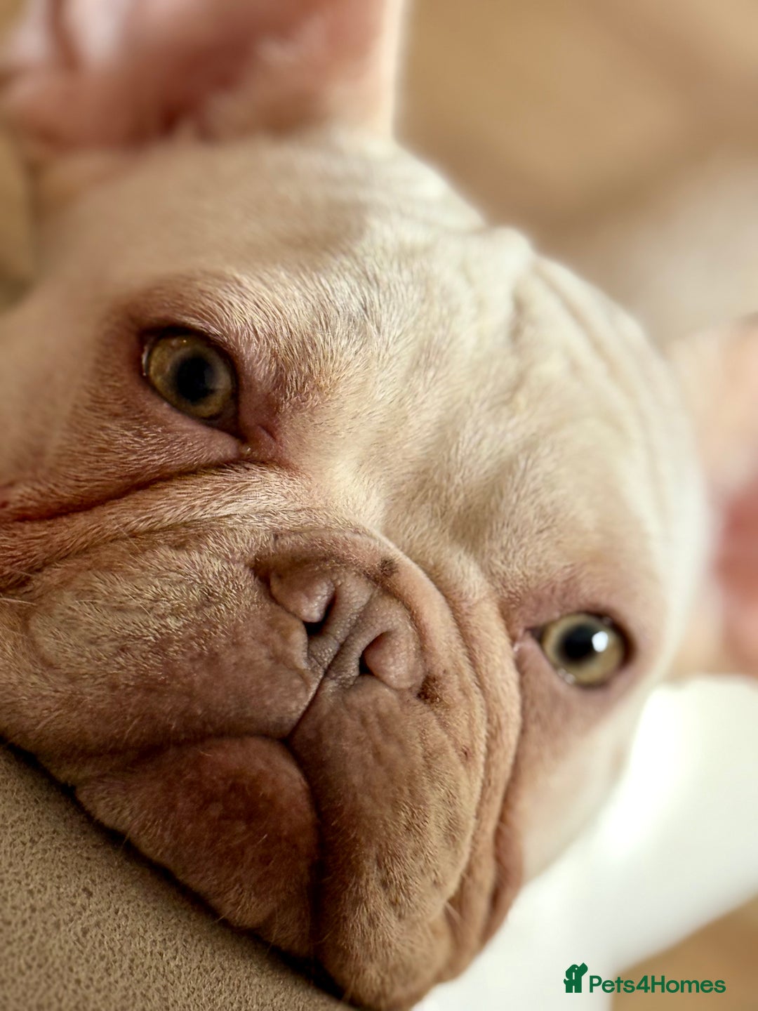French Bulldog dogs for sale: 2 Frenchie girls  - Image 9