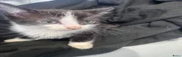 Mixed Breed cats for sale: 6 nearly 8 week old kittens  in High Wycombe - Advert 9