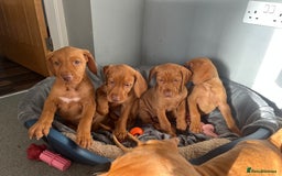 Hungarian Vizsla dogs for sale: Hungarian Vizsla puppies   - Image 13
