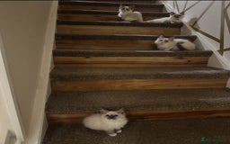 Ragdoll cats for sale: GCCF ragdoll kittens  - Image 9