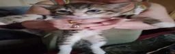 Mixed Breed cats for sale: 5 kittys  - Advert 15