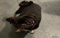Pug dogs for sale: Tiny pug girl - Advert 14