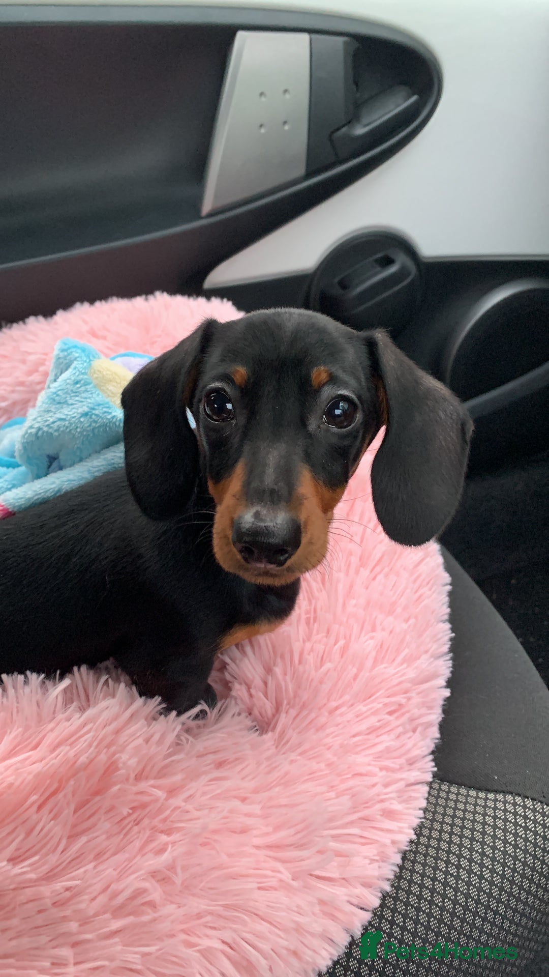 Miniature Dachshund dogs for sale: Tiny girl  - Image 6