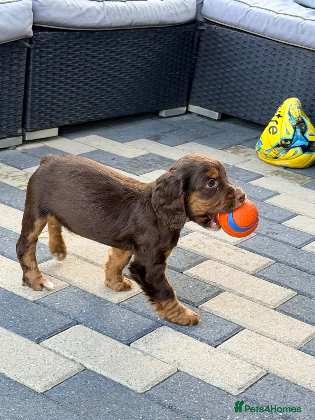 Cockapoo dogs for sale: 10 weeks old cockapoo puppy in Coventry - Advert 6