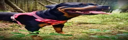 Rottweiler dogs for sale: Beautiful Ruby 3 year old pure bred Rottweiler  - Advert 12