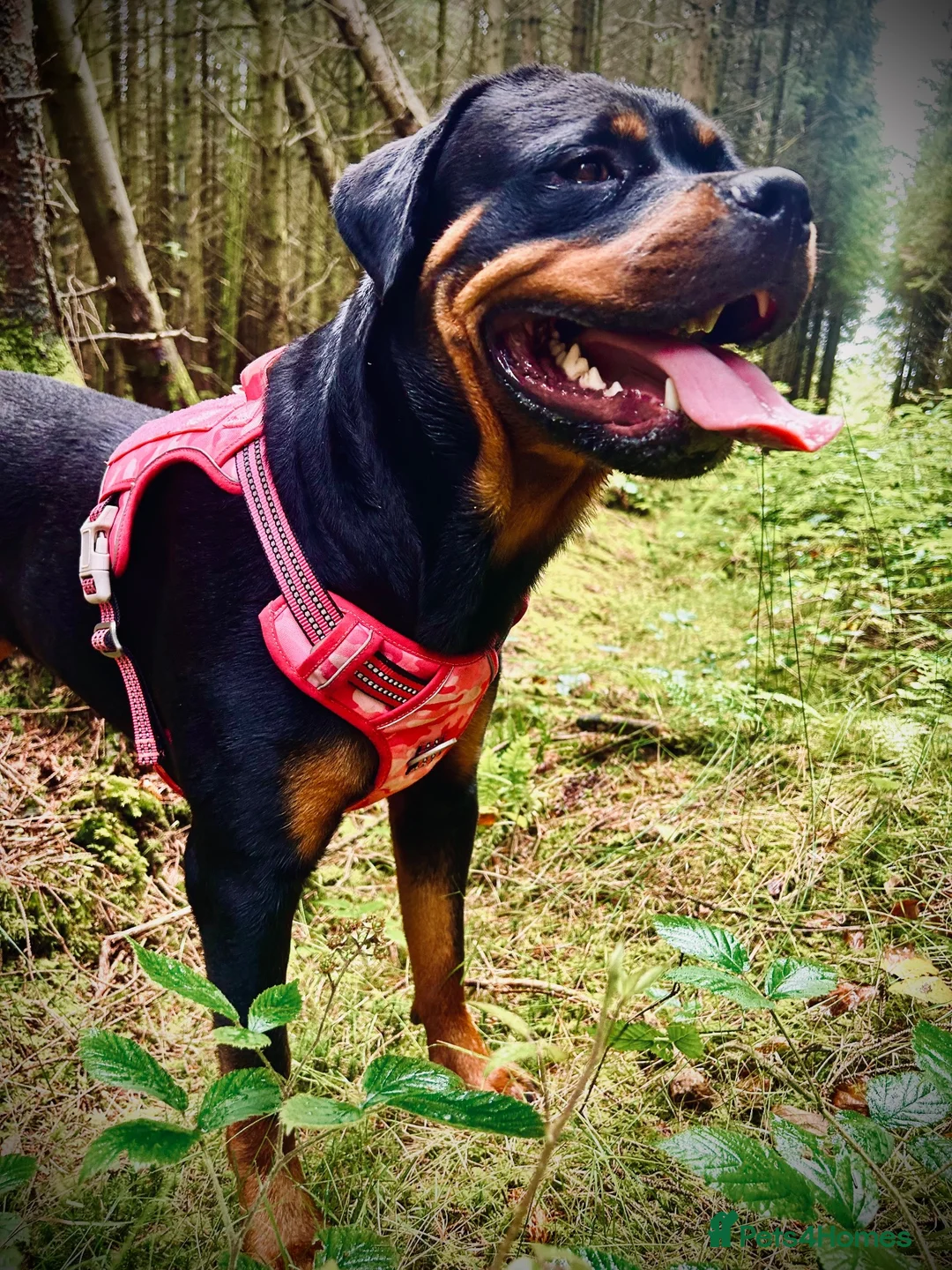 Rottweiler dogs for sale: Beautiful Ruby 3 year old pure bred Rottweiler  - Advert 12