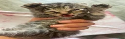Bengal cats for sale: Bengal Cross Tabby - Advert 14