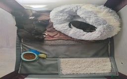 Domestic Shorthair cats for sale: Black and White Kittens For Sale - Image 9