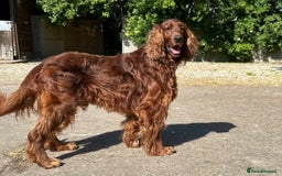 Mixed Breed dogs for sale: Beautiful litter of Golden Irish Puppies  - Image 17