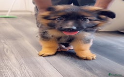 German Shepherd dogs for sale: Czech longhaired German shepherd - Image 2