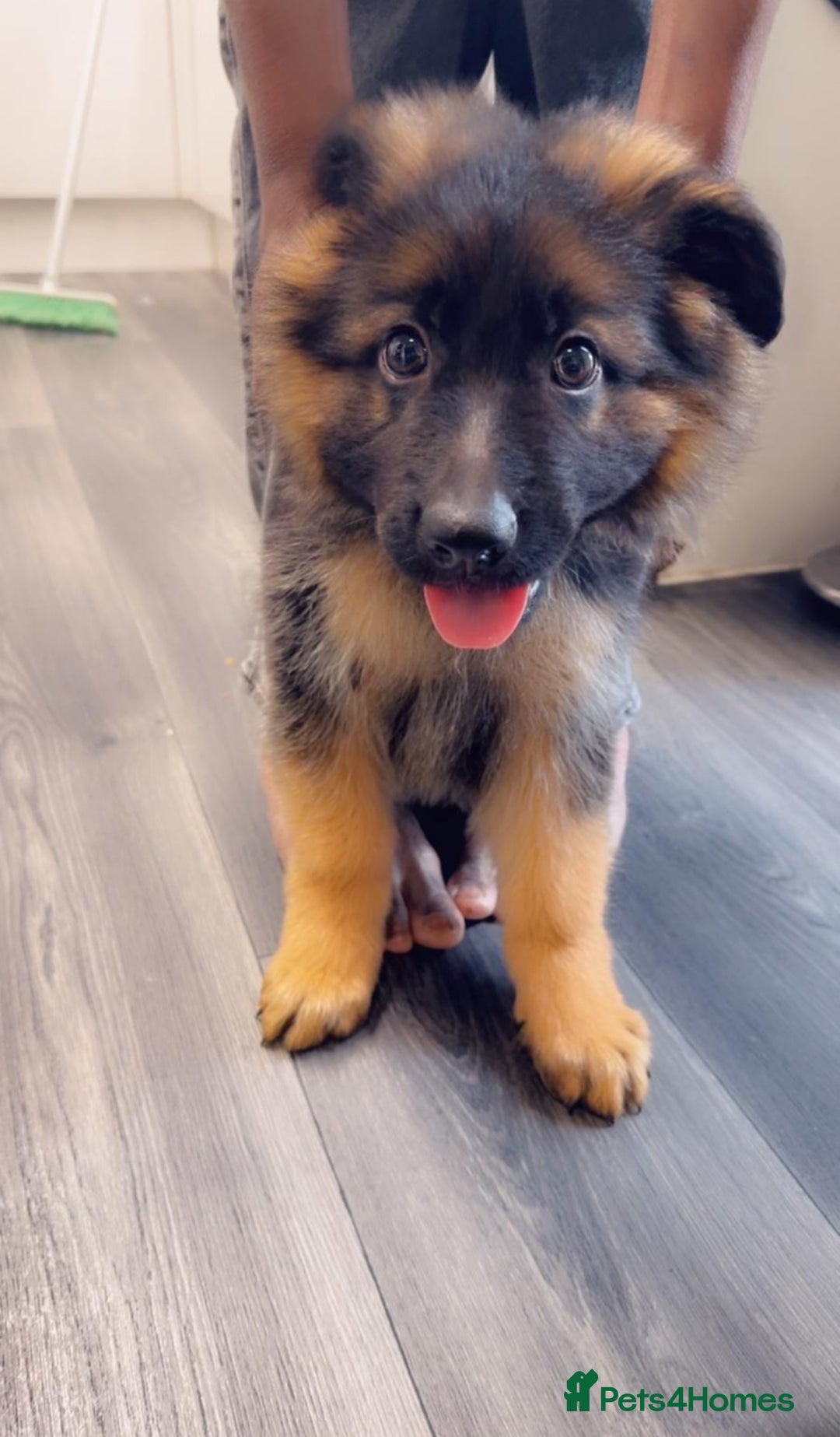 German Shepherd dogs for sale: Czech longhaired German shepherd - Image 2