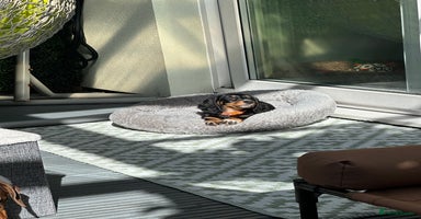 Dachshund dogs - Advert 12