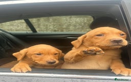 Labrador Retriever dogs for sale: Labrador Pupsfor Sale – Yellow, Chocolate, Black  - Image 23