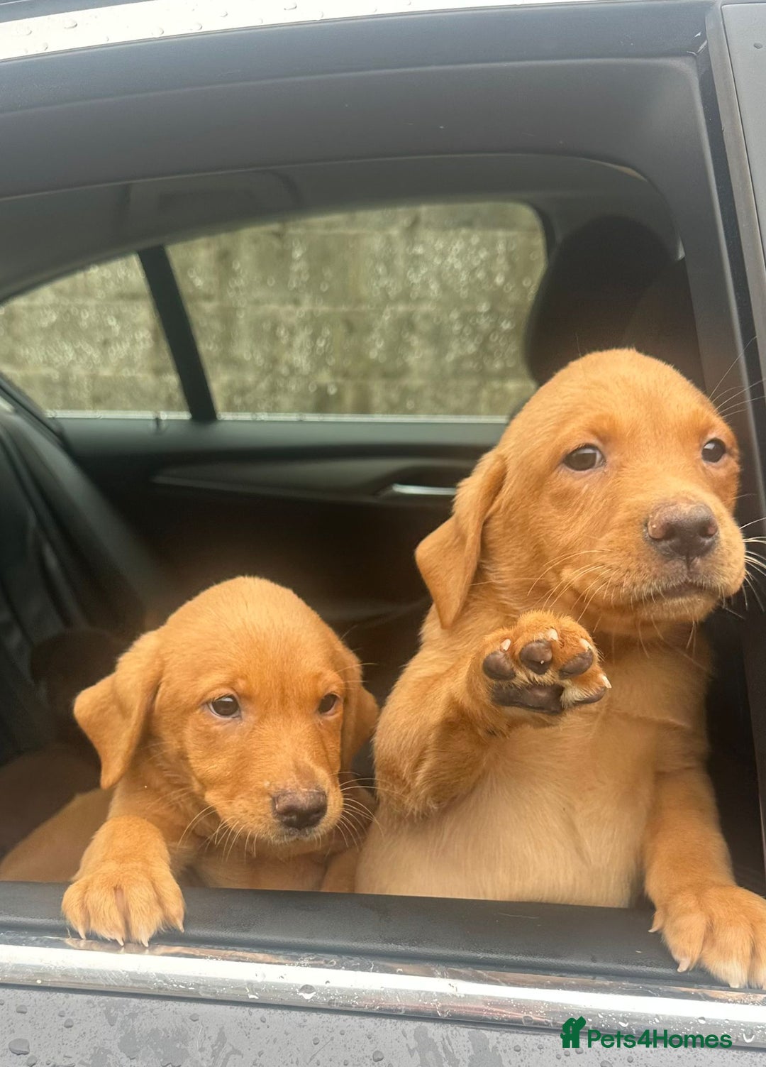 Labrador Retriever dogs for sale: Labrador Pupsfor Sale – Yellow, Chocolate, Black  - Image 23