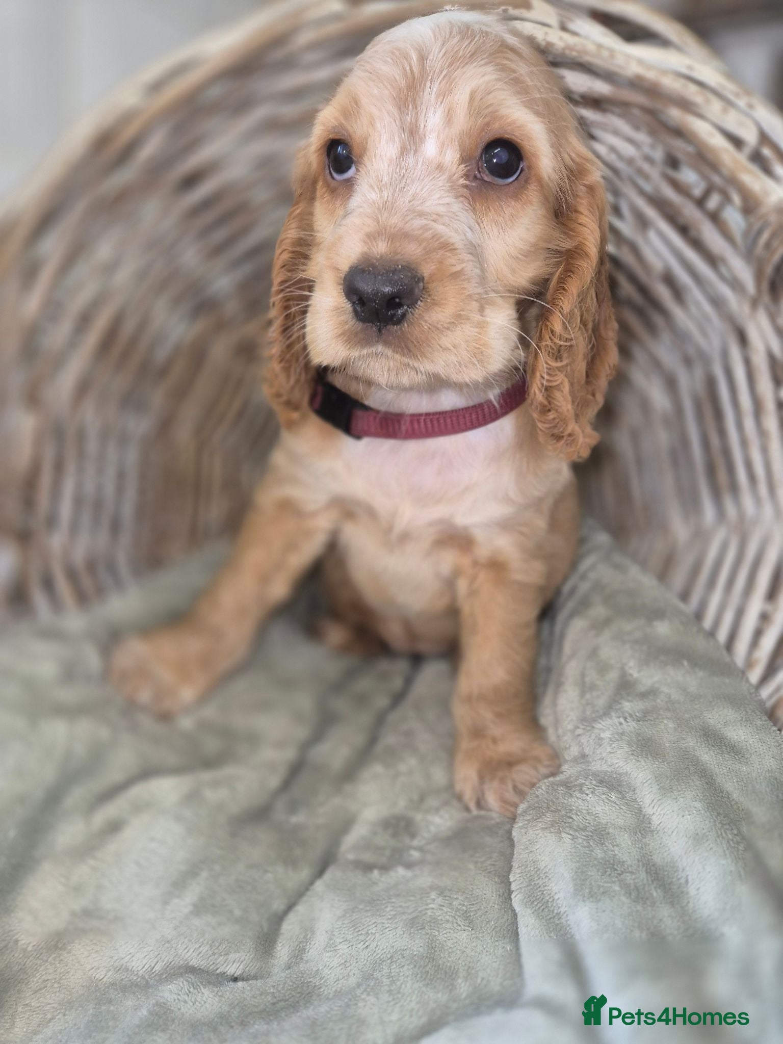 Cocker Spaniel dogs Ready Today! Show Type Cocker Spaniels  - Advert 2