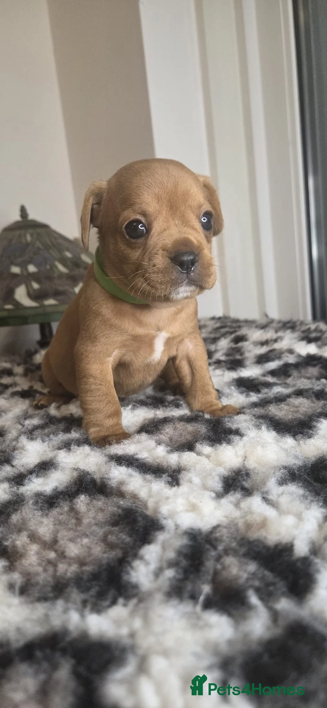 Mixed Breed dogs for sale: frenchel pups READY TO LEAVE - Advert 26