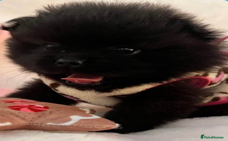 Pomeranian dogs Beautiful Black Baby Boy xx - Advert 9